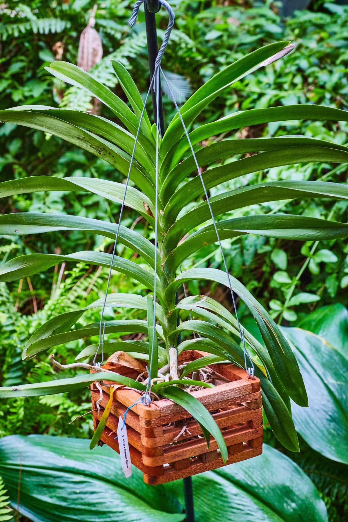 Vanda orchids in slotted wood basket