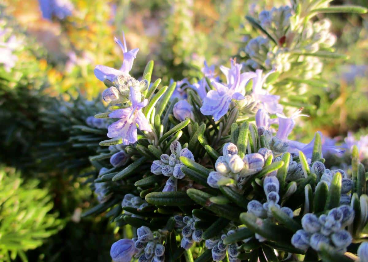 Creeping rosemary ground cover herb