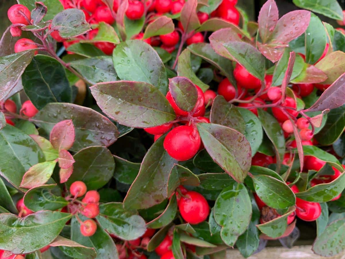 Wintergreen plant with red berries, aka checkerberries