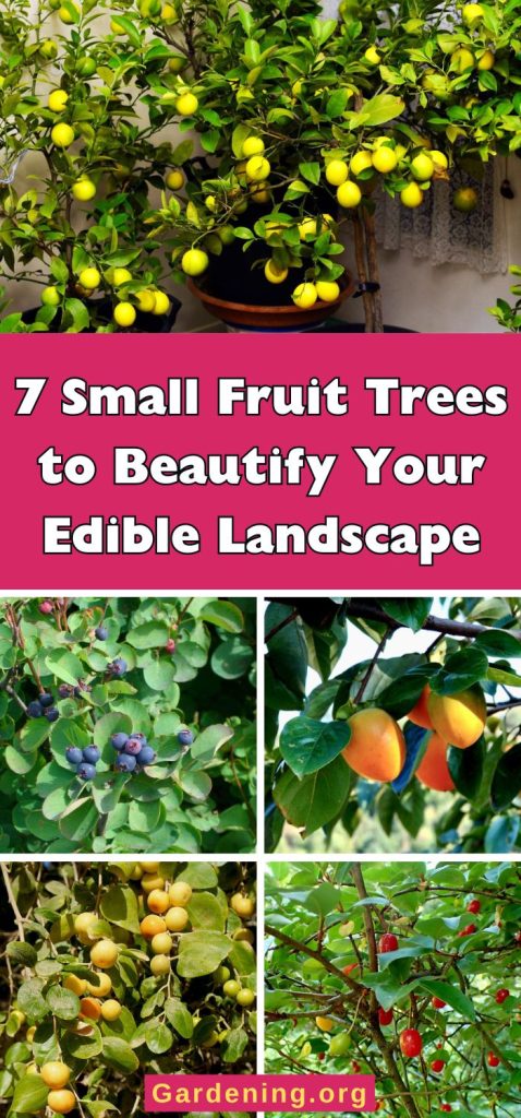7 Small Fruit Trees to Beautify Your Edible Landscape pinterest image.