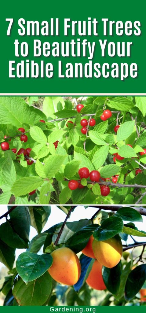 7 Small Fruit Trees to Beautify Your Edible Landscape pinterest image.