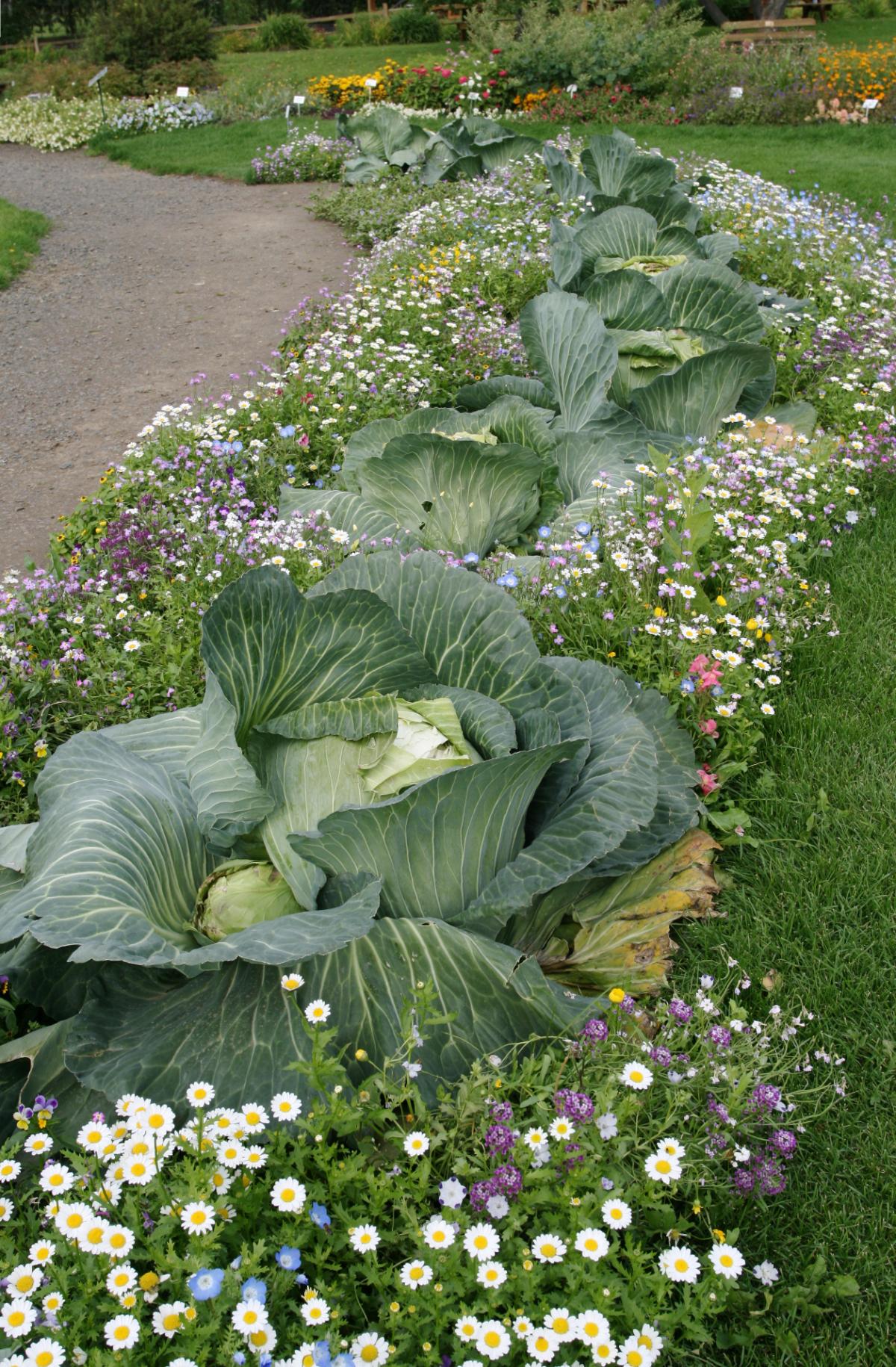 Cabbage mixed with flowers and herbs in an edible landscape