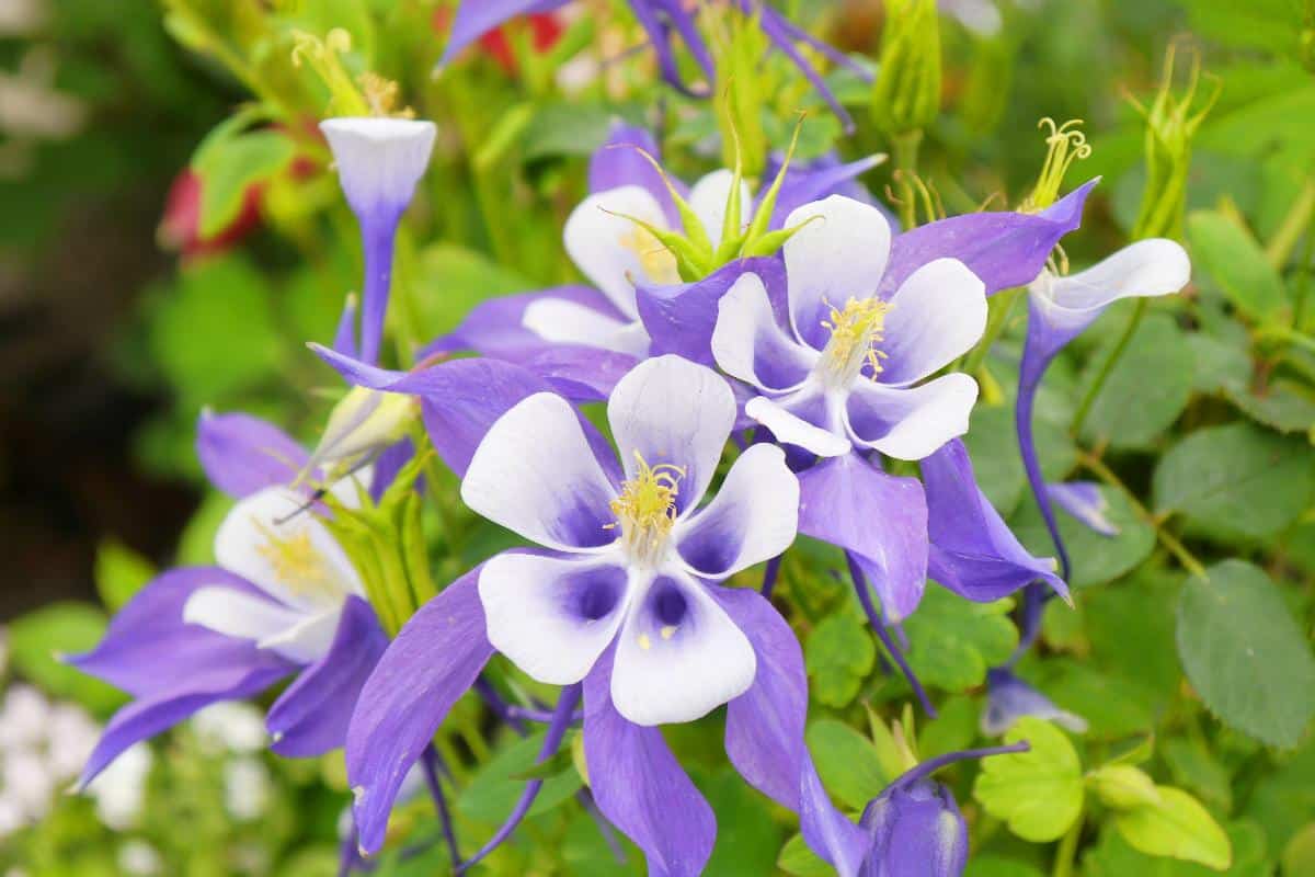 Purple and white columbine flowers