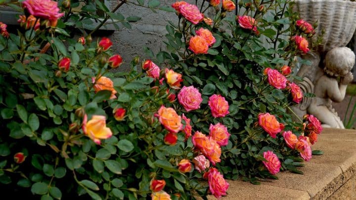 16 Container Roses Planting Perfect Roses in Pots (Container Roses Ultimate Guide)