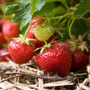Organic strawberry plant with ripe fruits.