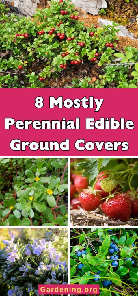 8 Mostly Perennial Edible Ground Covers pinterest image.