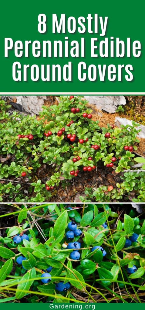 8 Mostly Perennial Edible Ground Covers pinterest image.