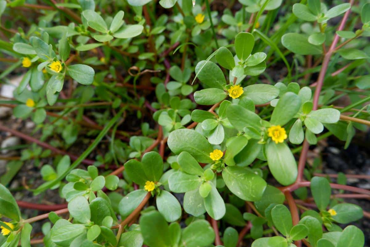 Purslane as ground cover in edible landscape