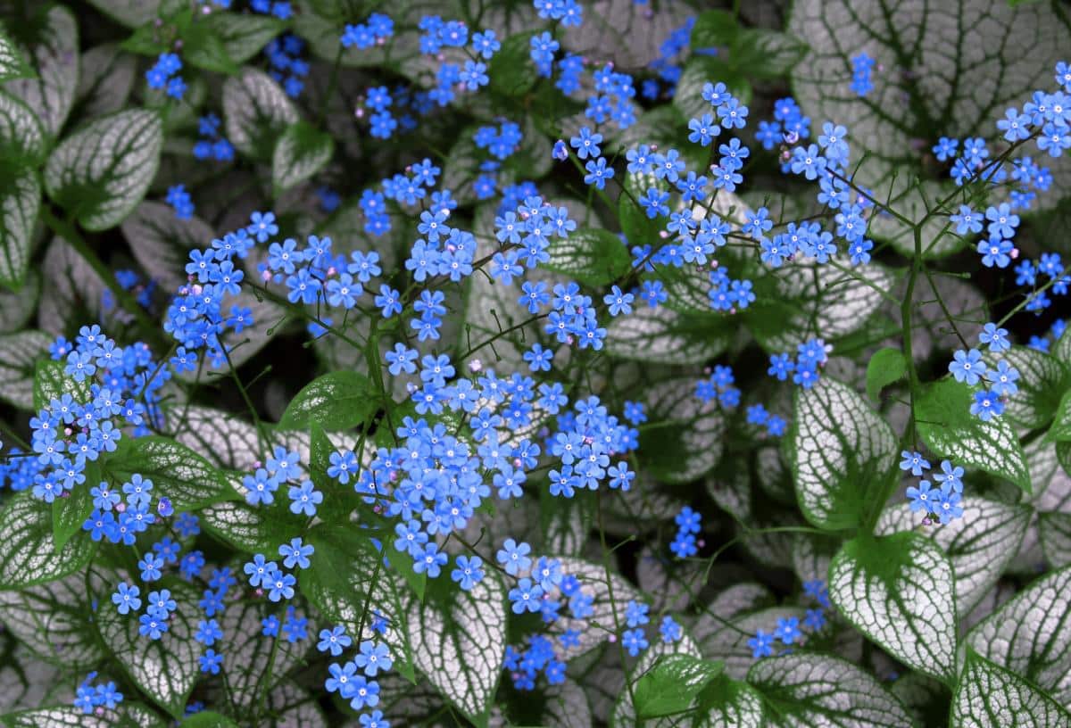 Brunnera with periwinkle colored flowers