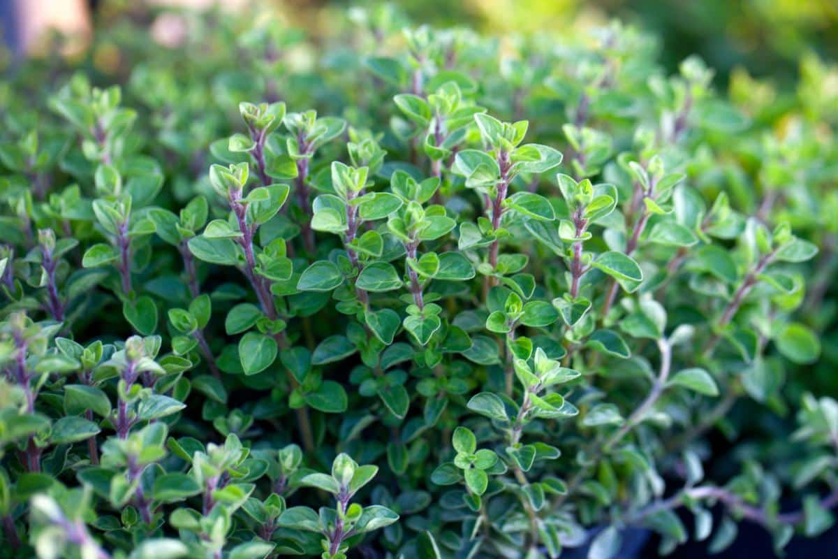 Thyme as a ground cover