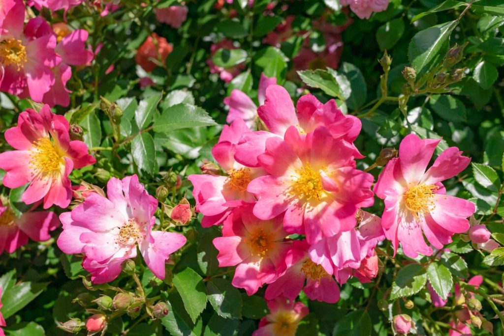 Pink Container On Roses Planting Perfect Roses in Pots (Container Roses Ultimate Guide)