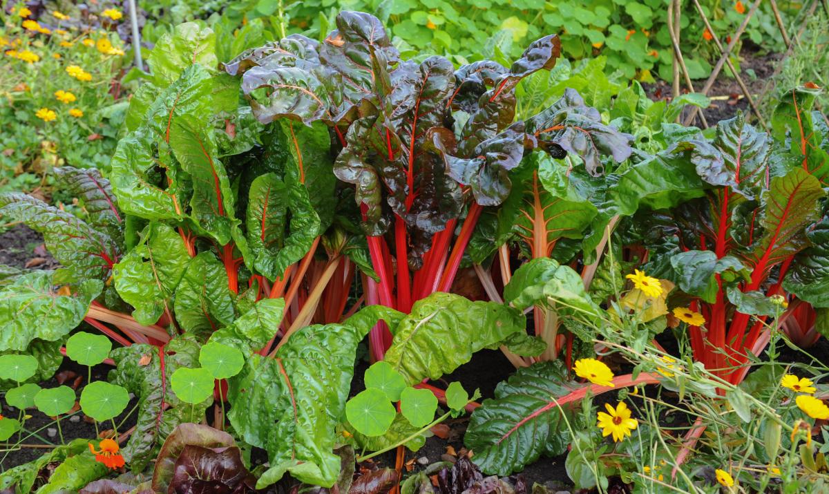 Colorful chard in an edible landscape garden