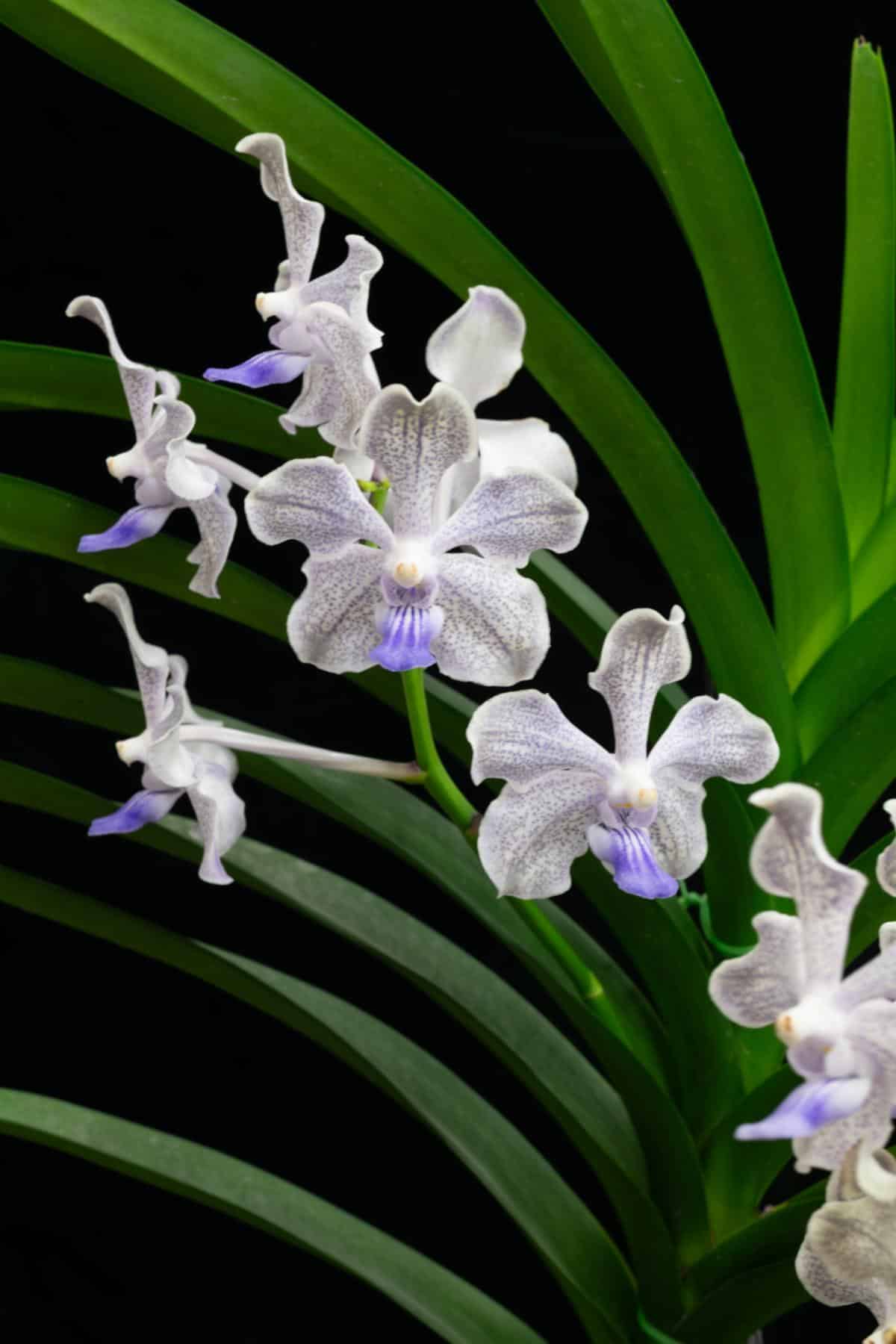 Vanda Norgard GEM orchid