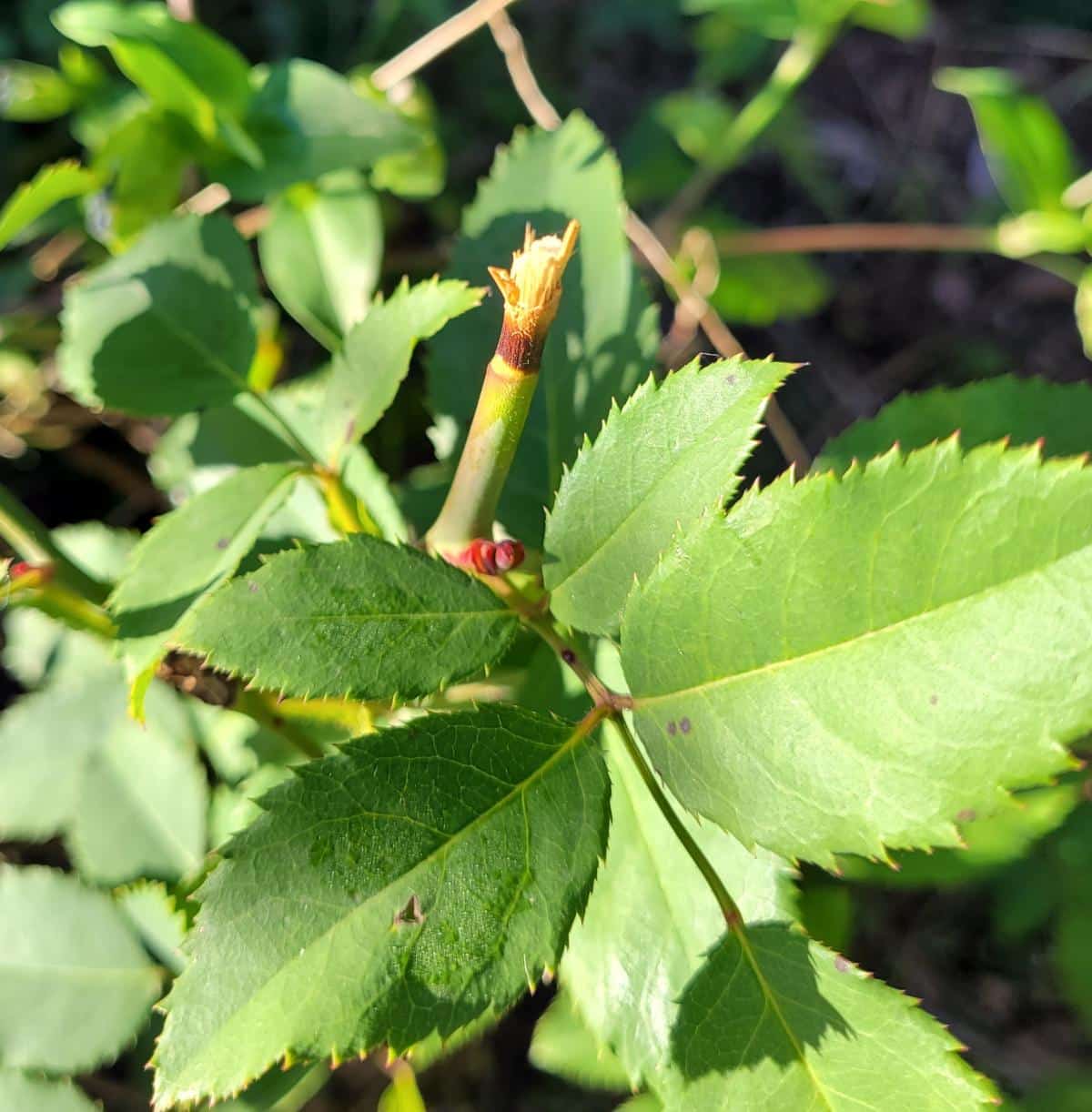 Example of damage caused by dull rose pruners
