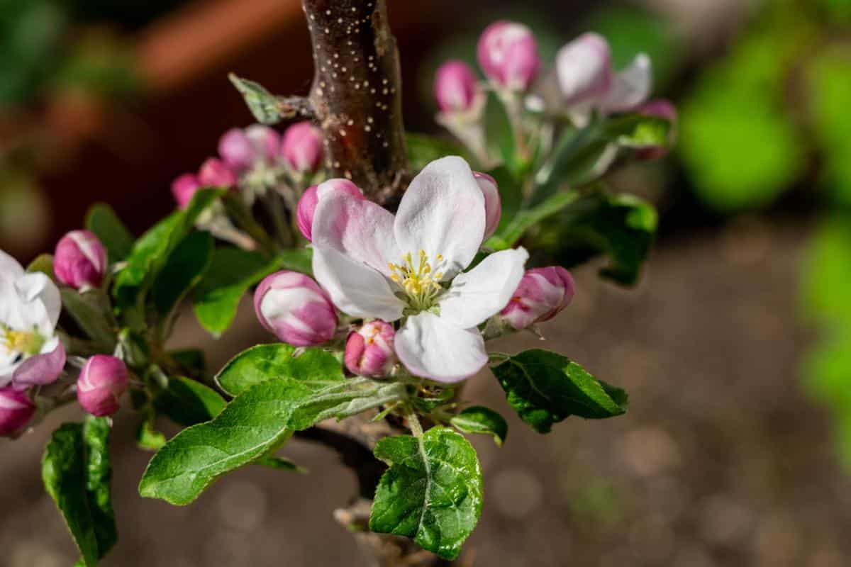 Apple blossoms used as a phenological sign