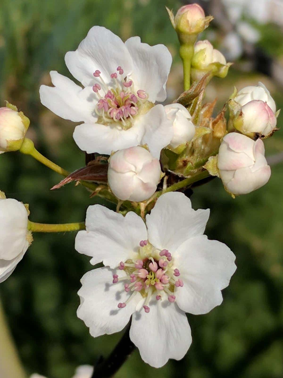 Asian pear blossoms