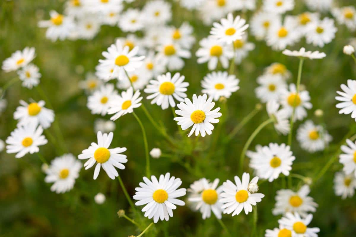 Chamomile as an edible groundcover plant