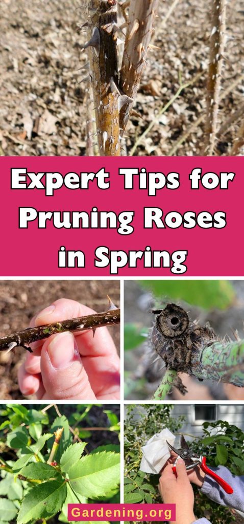 Expert Tips for Pruning Roses in Spring pinterest image.