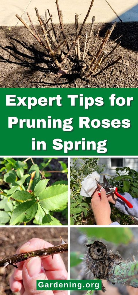 Expert Tips for Pruning Roses in Spring pinterest image.
