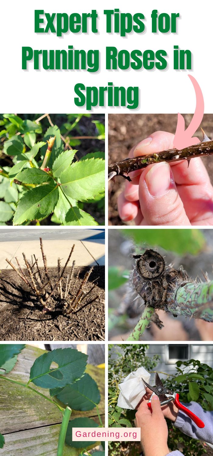 20+ Expert Tips for Pruning Roses in Spring - Gardening