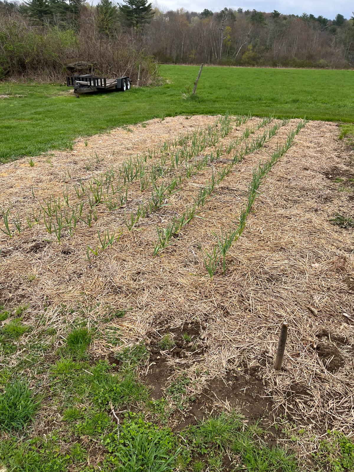 Straw mulch in a garlic bed needs topping off