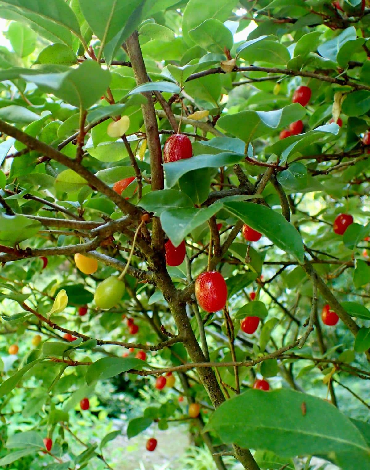 Goumi berries ripening