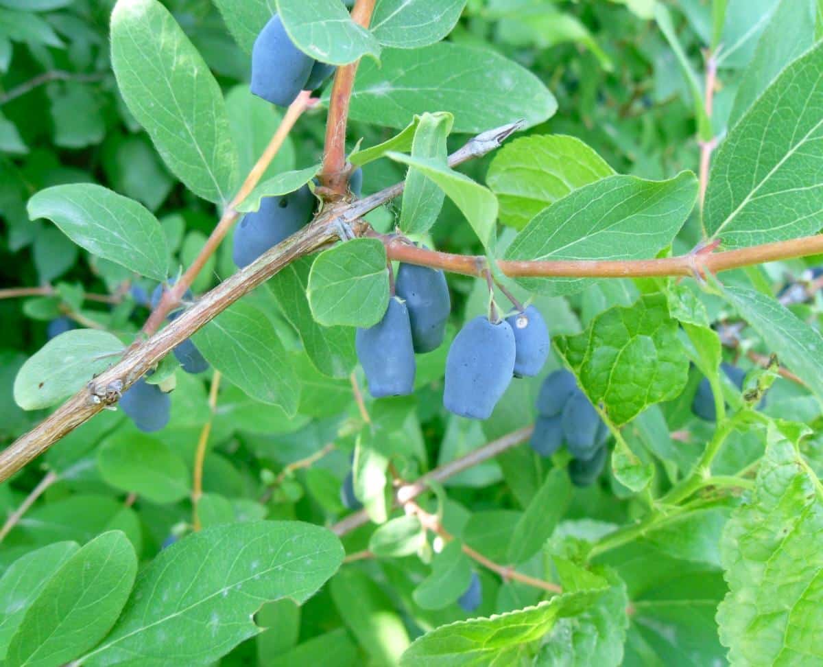 Blue honey berries on a tree