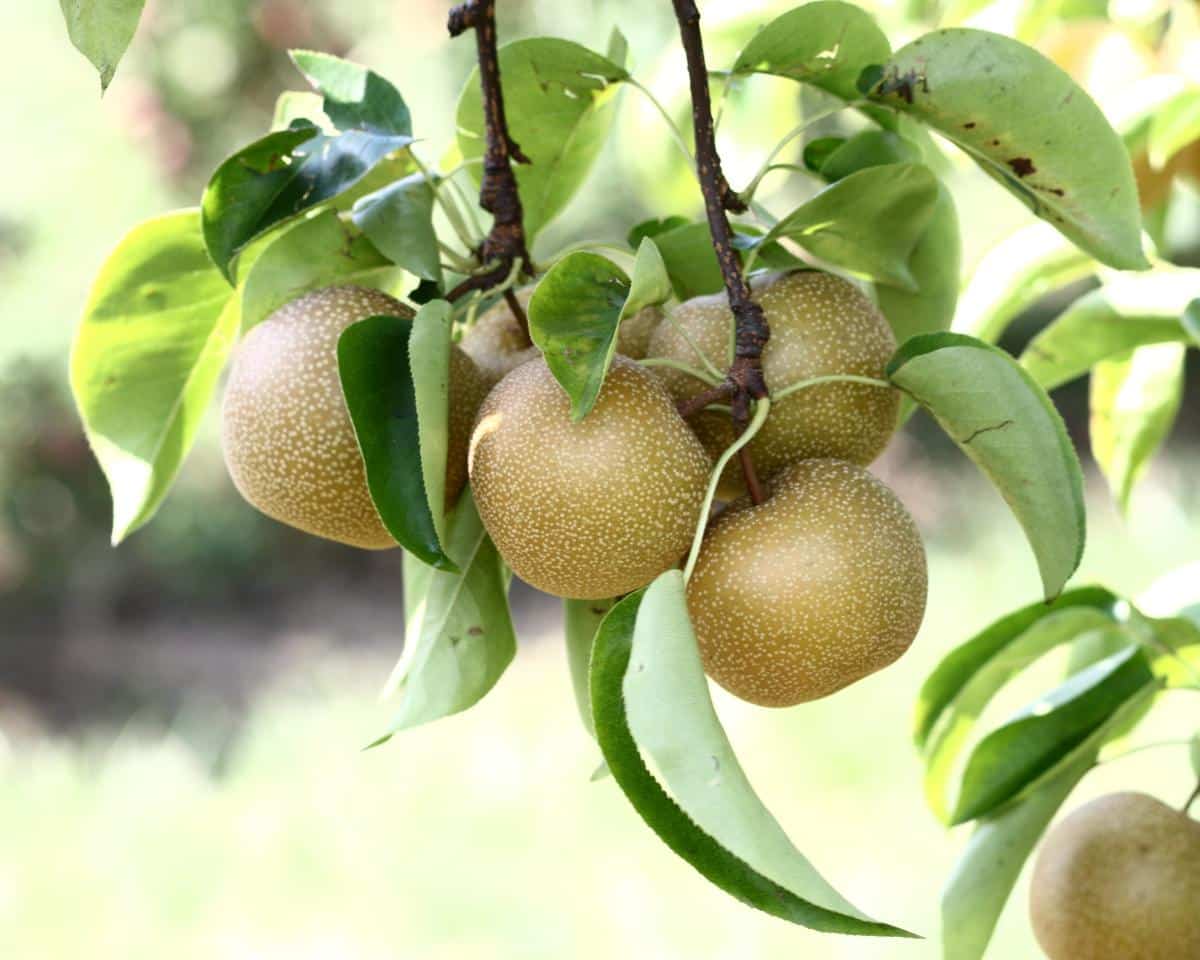 Hosui Asian pear variety