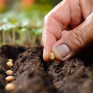 A gardener sows seeds in the soil.