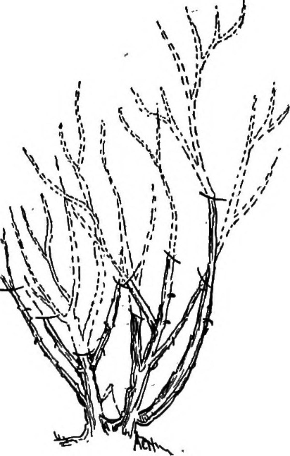 Illustration of how to prune a rose bush
