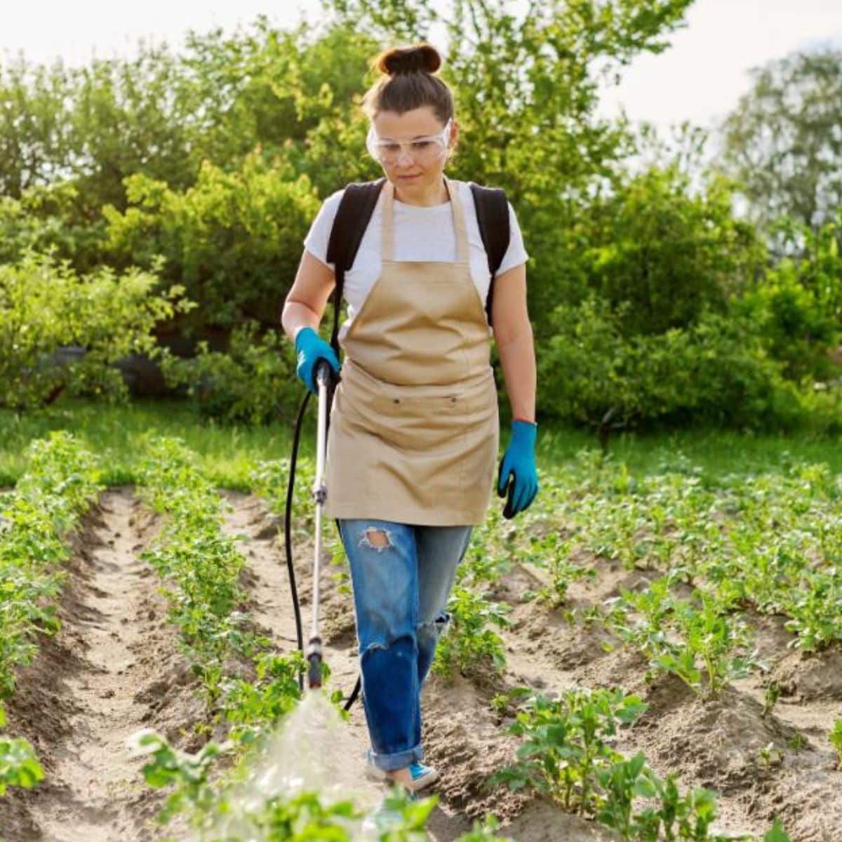 Woman gardener with pressure sprayer backpack spraying young potato plants in spring vegetable garden.