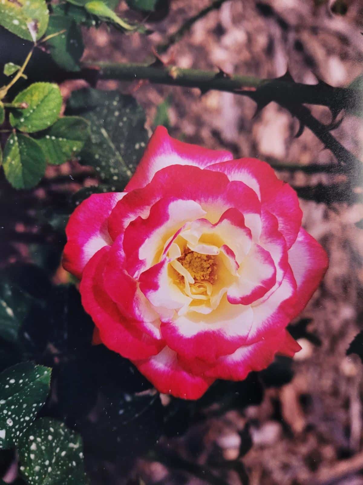 Bicolored Double Delight Rose