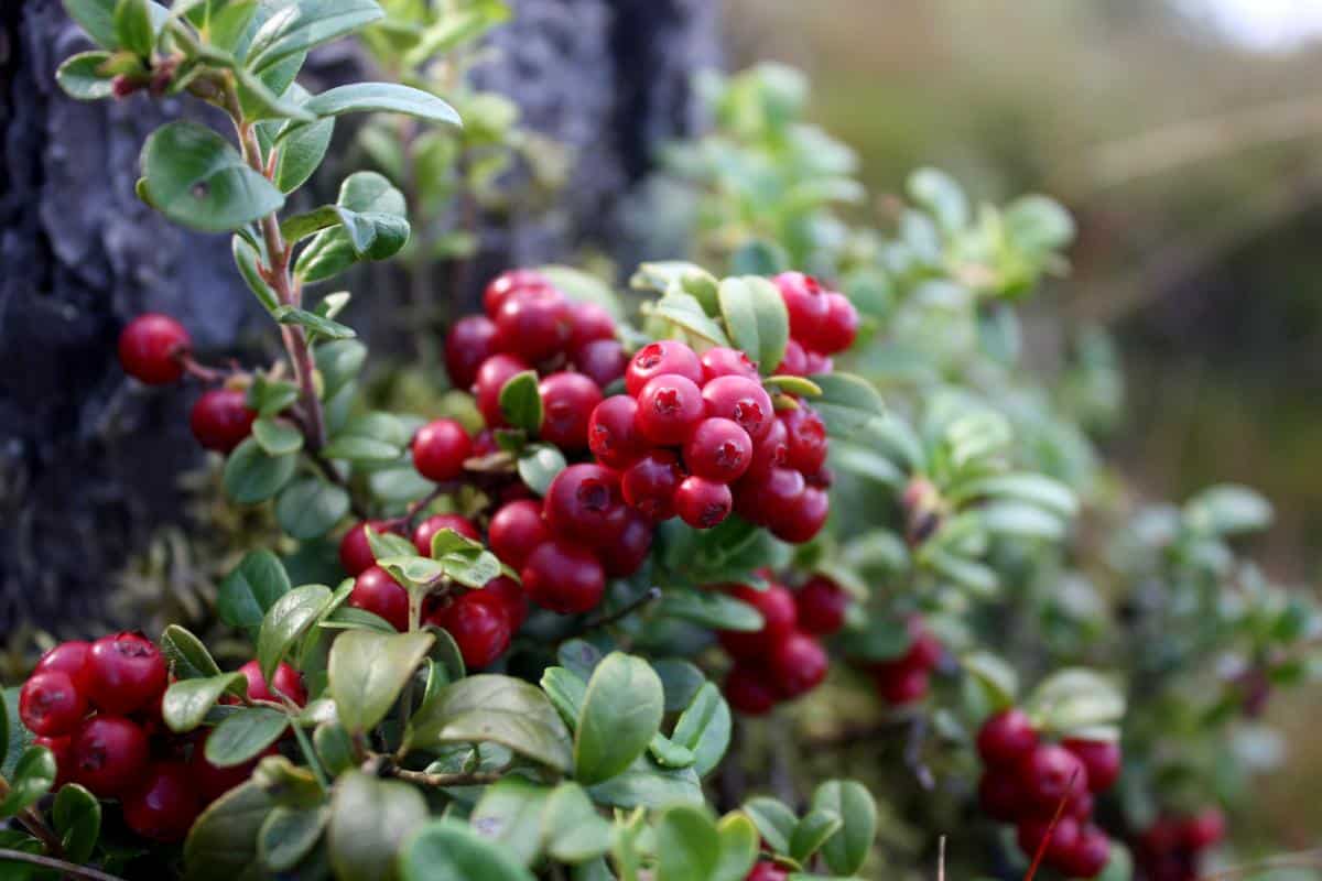 Red lingonberries in edible landscape
