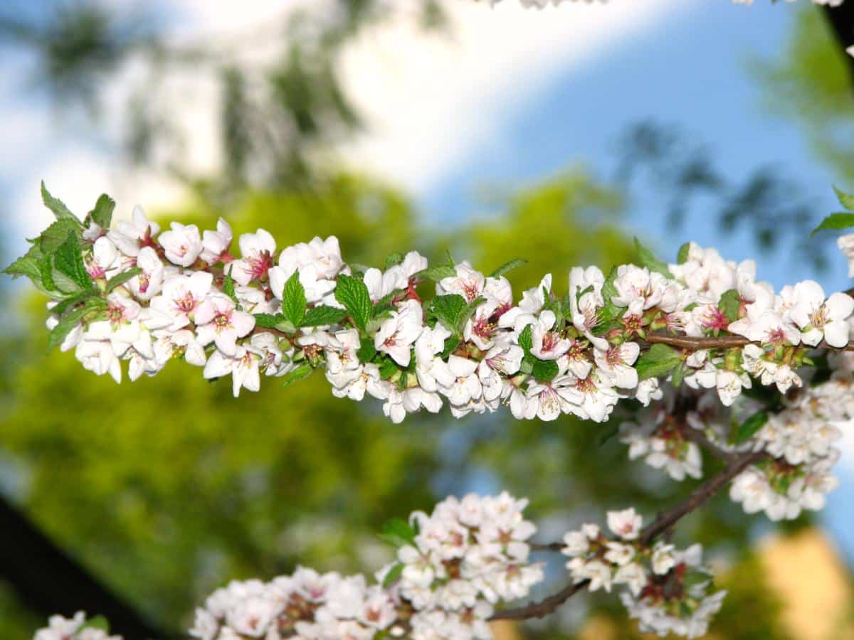 Nanking cherry tree in bloom