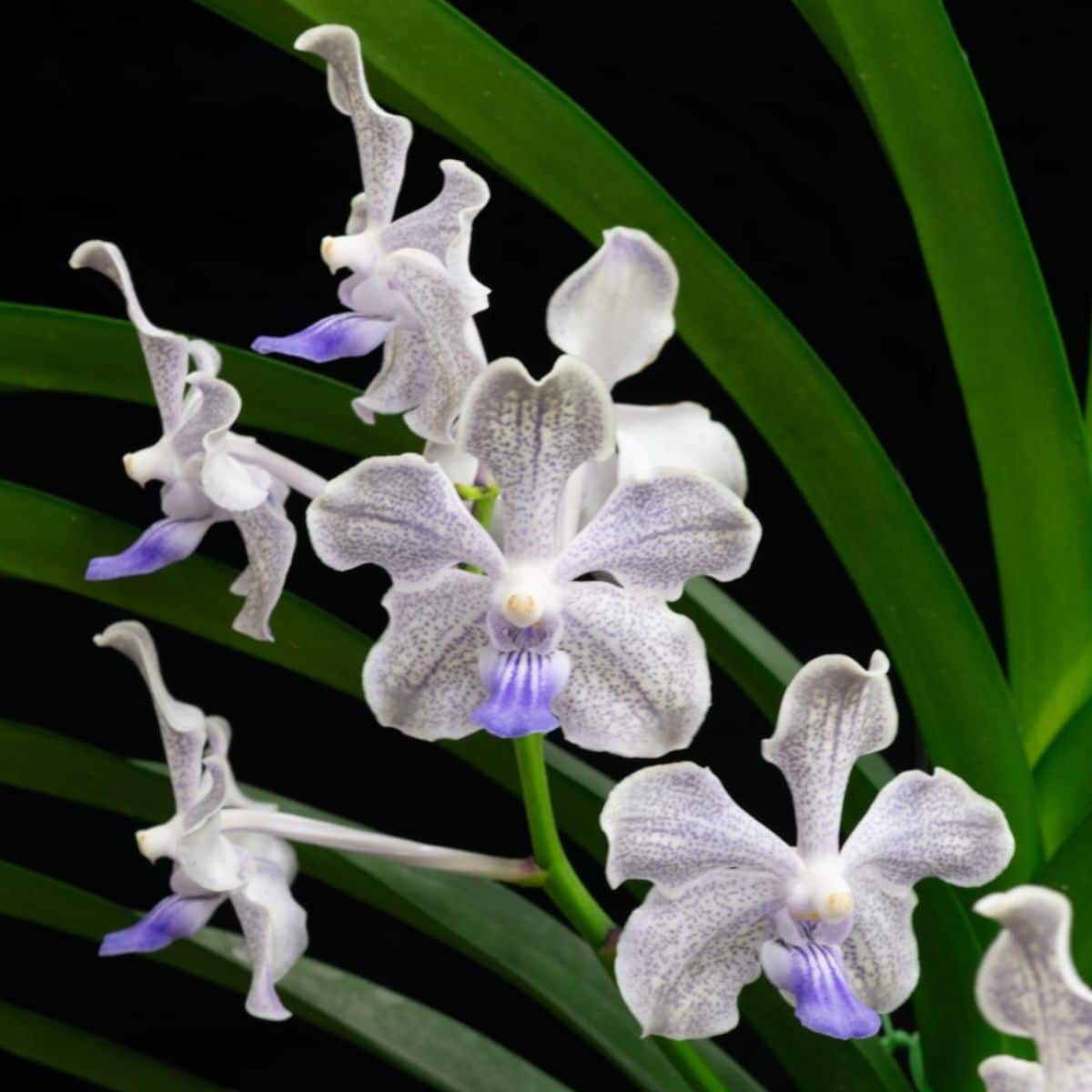 A Vanda Norgard GEM orchid.