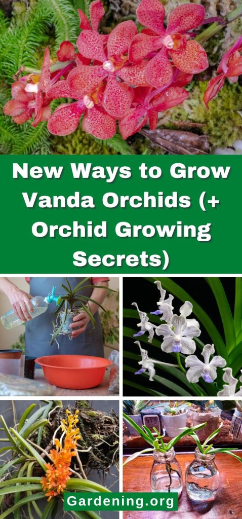 New Ways to Grow Vanda Orchids (+ Orchid Growing Secrets) pinterest image.