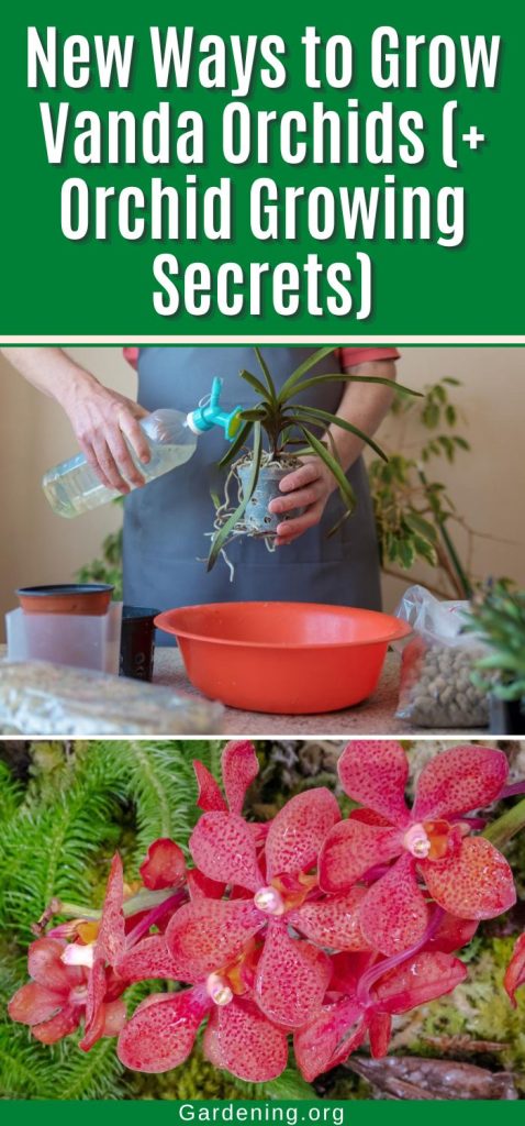 New Ways to Grow Vanda Orchids (+ Orchid Growing Secrets) pinterest image.