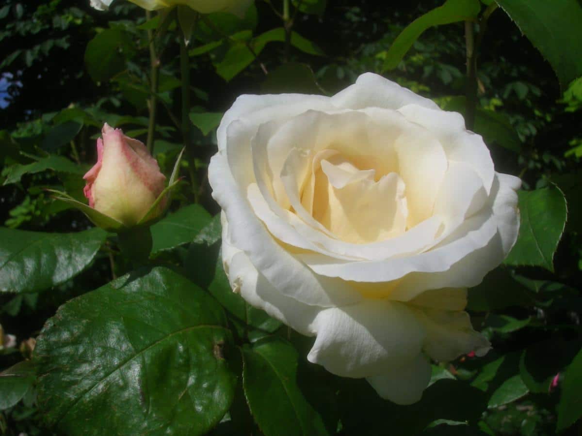 White Pascali Rose