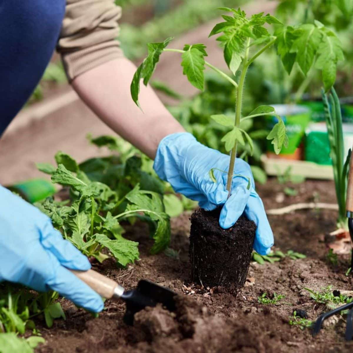 A gardener is planting a tomato seedling.
