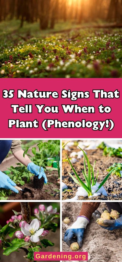 35 Nature Signs That Tell You When to Plant (Phenology!) pinterest image.