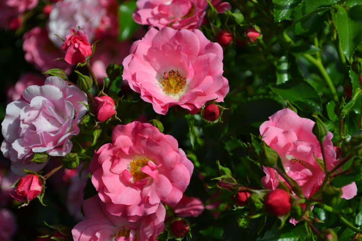 Pink Flower Carpet Rose