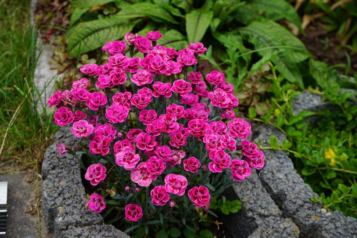 A pretty pink perennial flowering plant