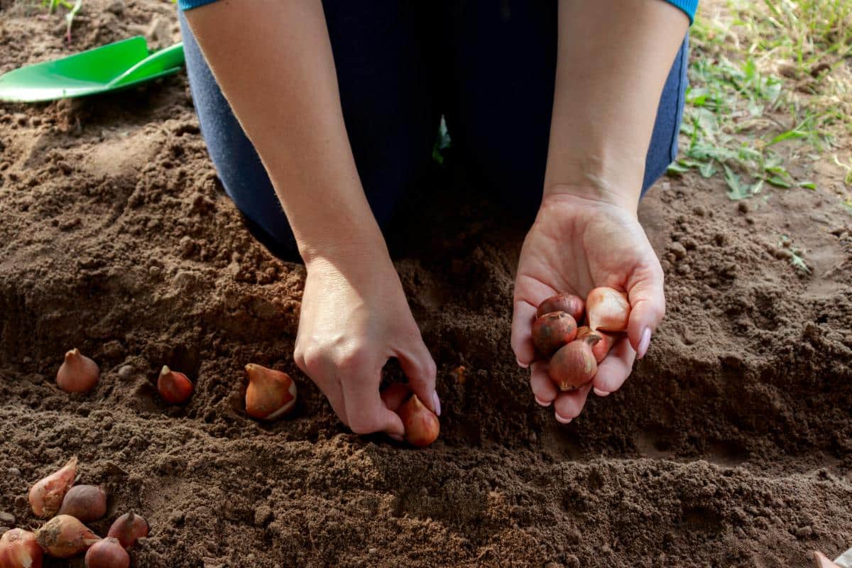 Planting bulbs in spring
