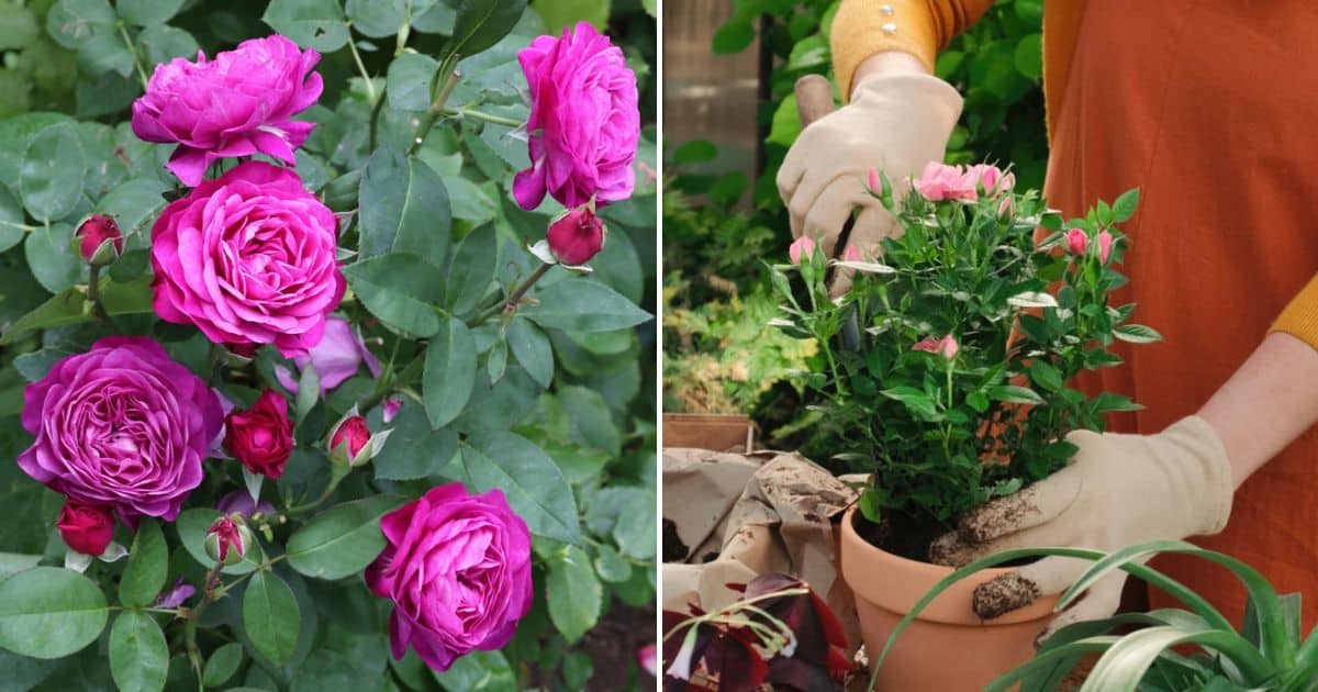 Planting Perfect Roses in Pots (Container Roses Ultimate Guide) facebook image.