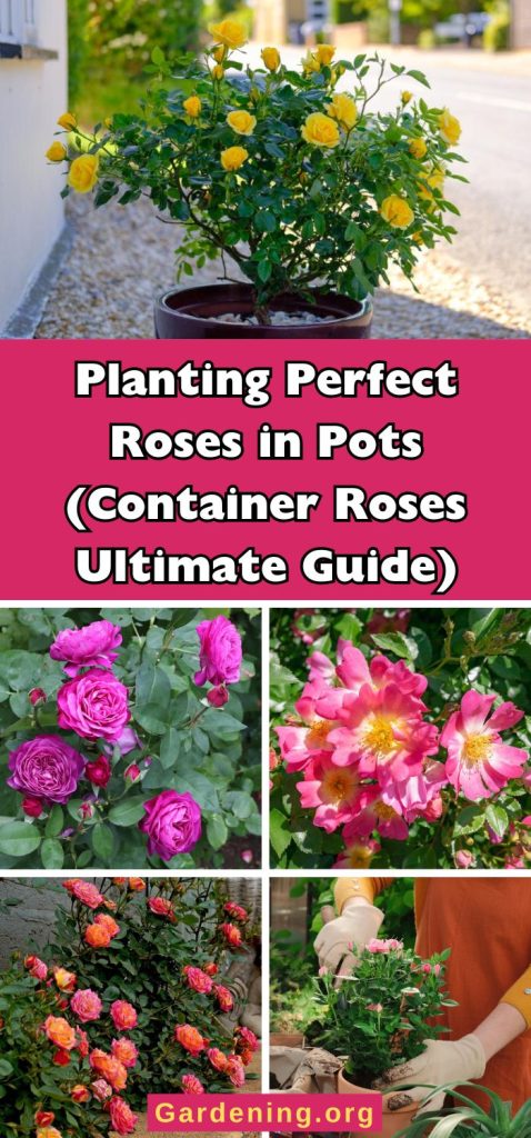 Planting Perfect Roses in Pots (Container Roses Ultimate Guide) pinterest image.