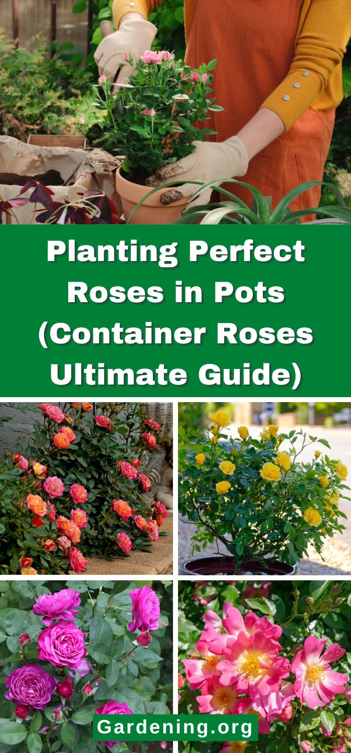 Container Roses Images Planting Perfect Roses in Pots (Container Roses Ultimate Guide)