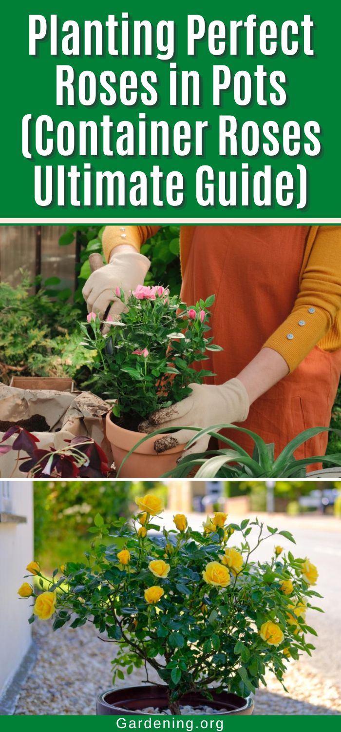 Planting Perfect Roses in Pots (Container Roses Ultimate Guide)