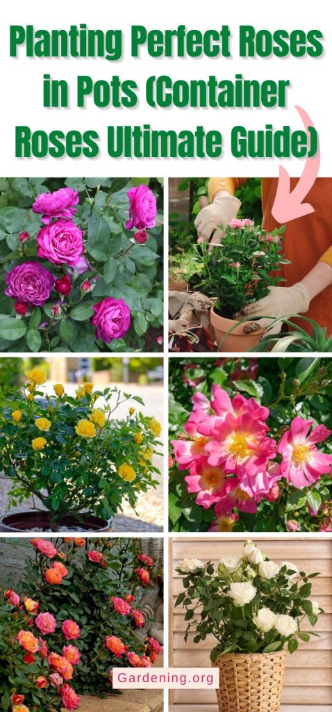 Planting Perfect Roses in Pots (Container Roses Ultimate Guide) pinterest image.