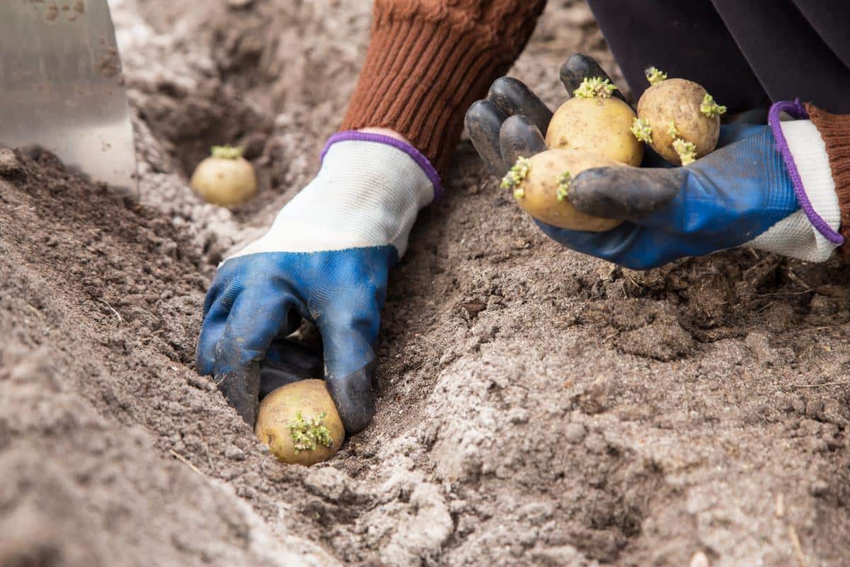 Planting potatoes in spring