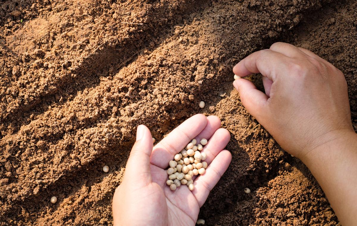 Sowing seeds directly in the garden
